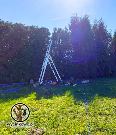 wycinkowo.pl wycinka i pielęgnacja drzew, frezowanie pni, usługi ogrodnicze